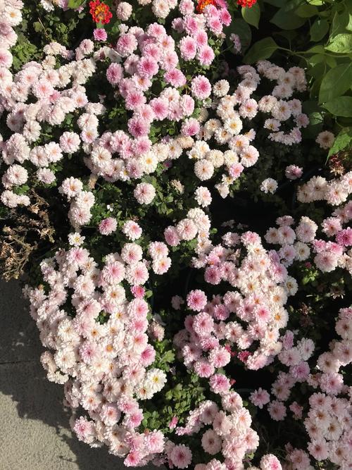 多头菊盆栽的养殖方法，多头菊适合在家养吗-第6张图片-优品飞百科