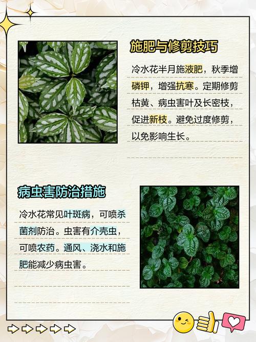 冷水花养殖方法和注意事项？冷水花百度百科？-第1张图片-优品飞百科