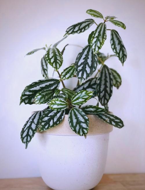 冷水花养殖方法和注意事项？冷水花百度百科？-第2张图片-优品飞百科
