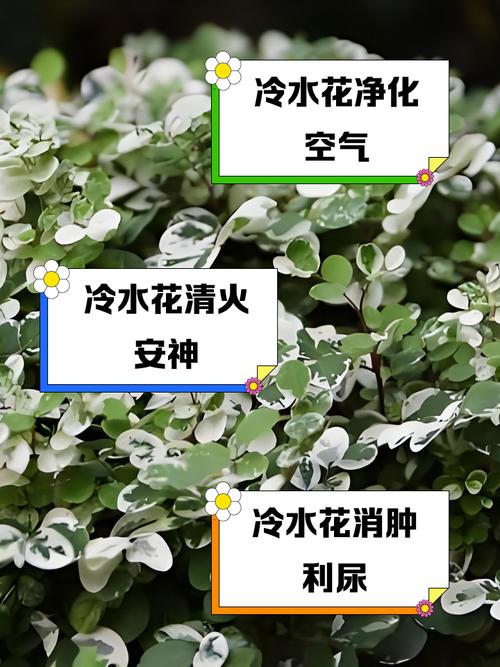 冷水花养殖方法和注意事项？冷水花百度百科？-第3张图片-优品飞百科