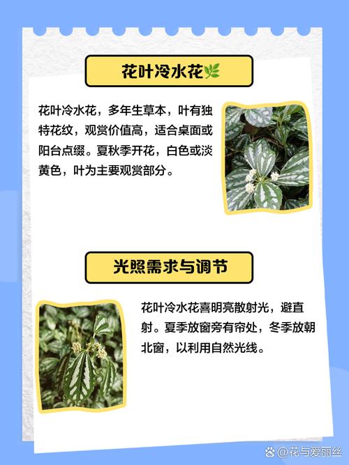 冷水花养殖方法和注意事项？冷水花百度百科？-第4张图片-优品飞百科