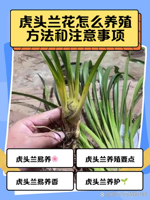 兰花盆景的制作方法，怎样制作兰花盆景-第5张图片-优品飞百科