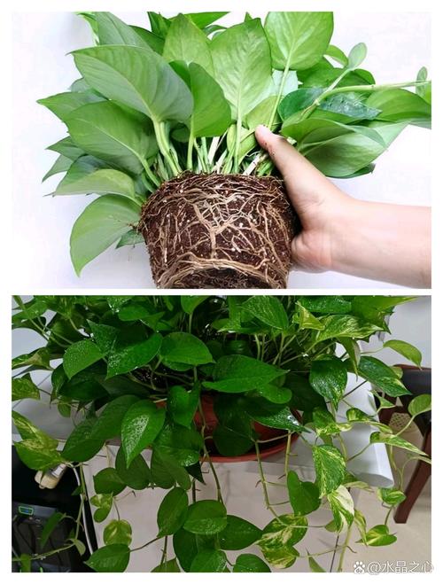 客厅比较好养的大型绿植，客厅比较好养的大型绿植幸福-第4张图片-优品飞百科