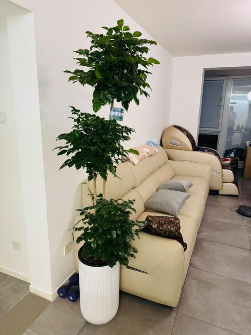 客厅比较好养的大型绿植，客厅比较好养的大型绿植幸福-第5张图片-优品飞百科