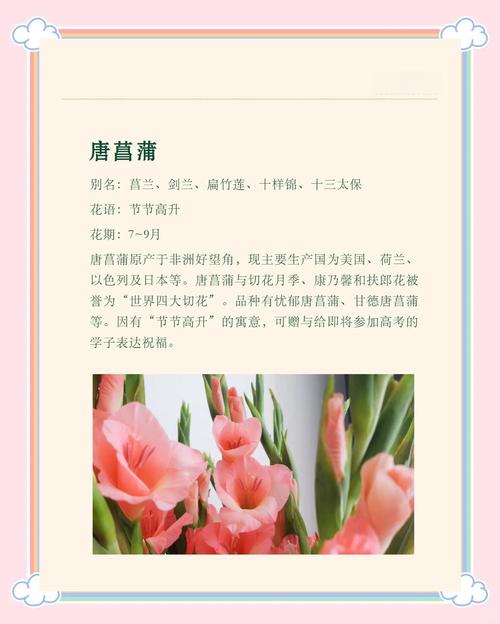 唐菖蒲有什么作用？唐菖蒲的学名是什么？-第3张图片-优品飞百科