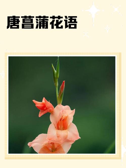 唐菖蒲有什么作用？唐菖蒲的学名是什么？-第5张图片-优品飞百科
