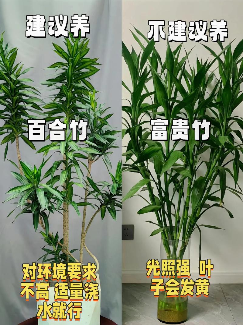 秋冬就养这种“花”，花期300天，加点“料”花苞再出长1倍的简单介绍