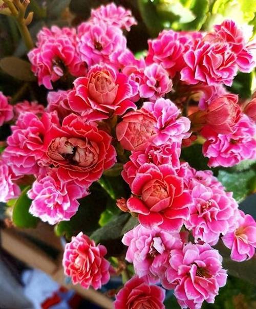 秋冬就养这种“花”，花期300天，加点“料”花苞再出长1倍的简单介绍-第2张图片-优品飞百科