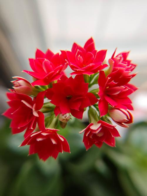 秋冬就养这种“花”，花期300天，加点“料”花苞再出长1倍的简单介绍-第3张图片-优品飞百科