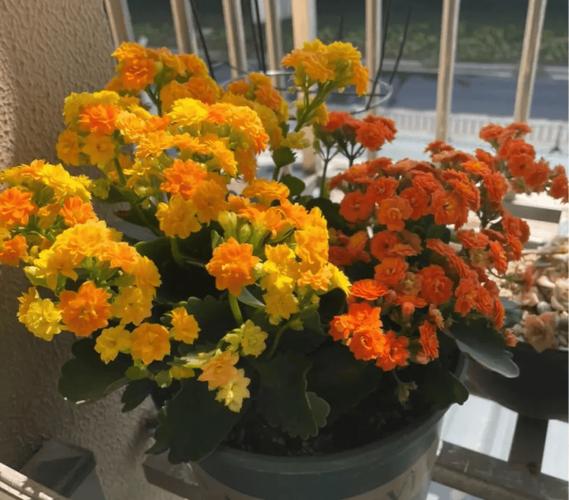 秋冬就养这种“花”，花期300天，加点“料”花苞再出长1倍的简单介绍-第4张图片-优品飞百科