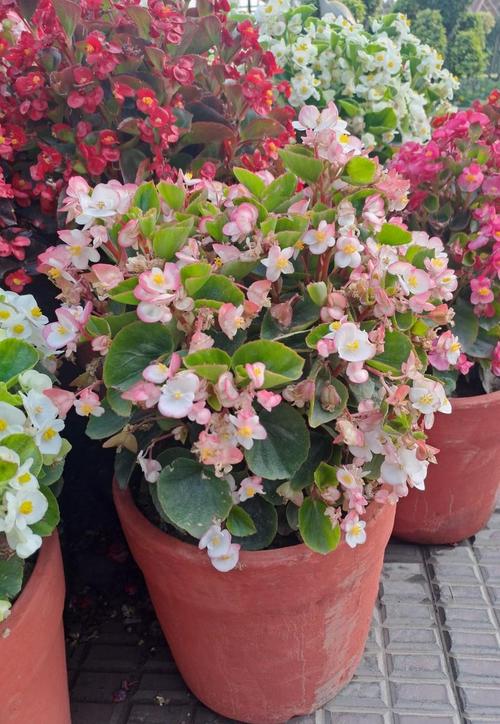 秋冬就养这种“花”，花期300天，加点“料”花苞再出长1倍的简单介绍-第5张图片-优品飞百科
