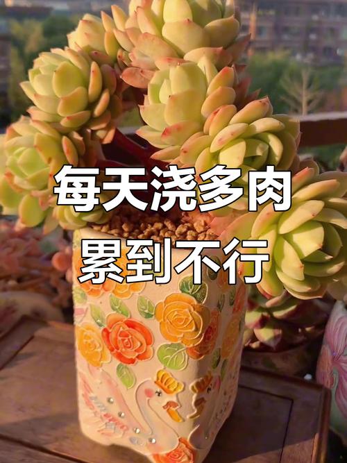 秋冬就养这种“花”，花期300天，加点“料”花苞再出长1倍的简单介绍-第6张图片-优品飞百科