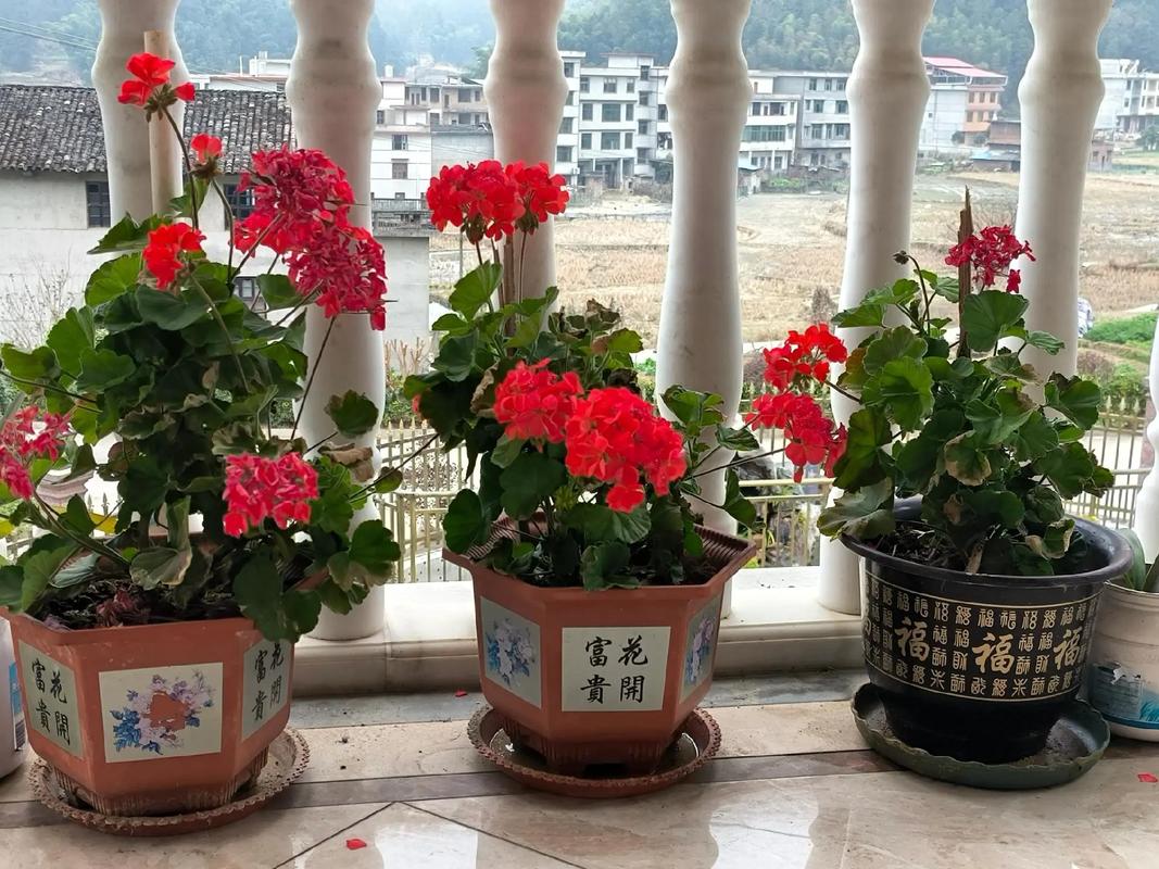 冬天家里养什么花比较好，冬天家里养什么花容易活-第2张图片-优品飞百科