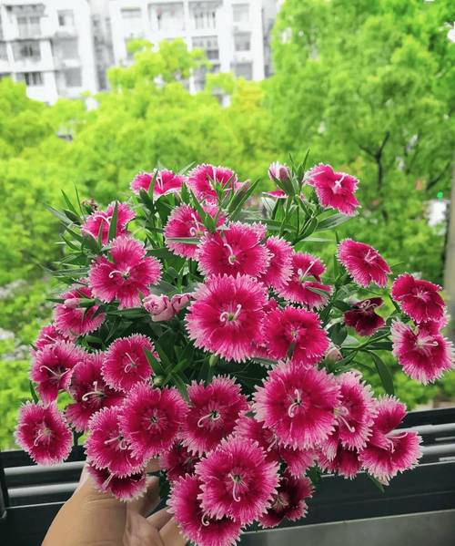 冬天家里养什么花比较好，冬天家里养什么花容易活-第3张图片-优品飞百科
