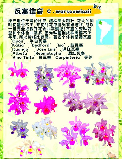 卡特兰的花语象征及代表意义，卡特兰花图片