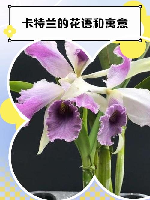 卡特兰的花语象征及代表意义，卡特兰花图片-第2张图片-优品飞百科