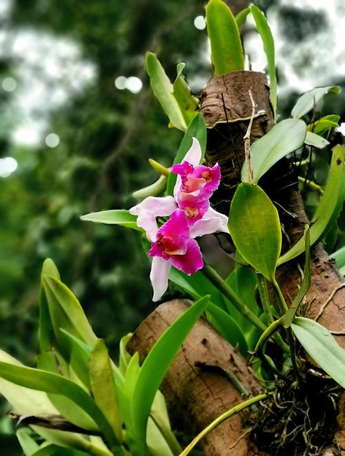 卡特兰的花语象征及代表意义，卡特兰花图片-第3张图片-优品飞百科