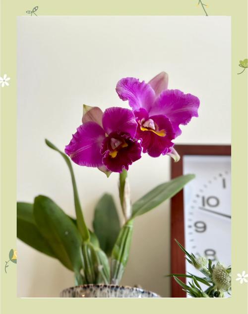 卡特兰的花语象征及代表意义，卡特兰花图片-第4张图片-优品飞百科