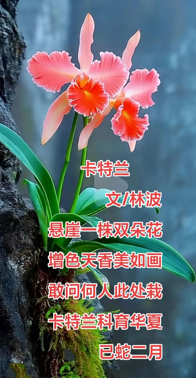 卡特兰的花语象征及代表意义，卡特兰花图片-第5张图片-优品飞百科