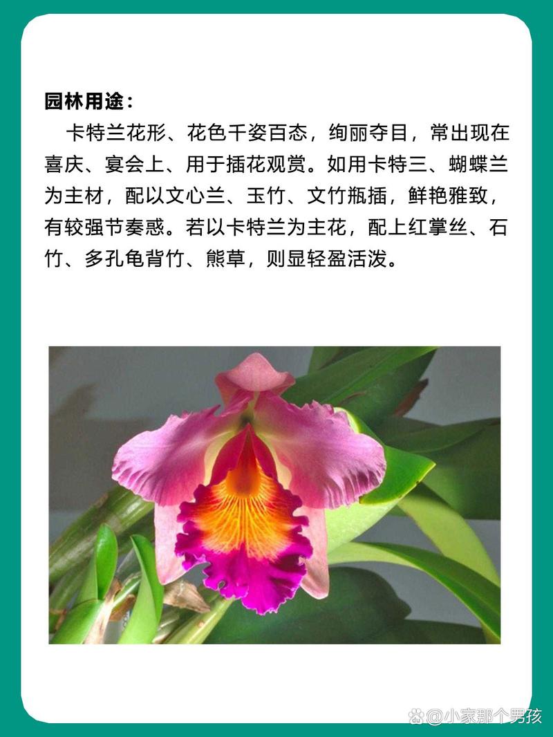 卡特兰的花语象征及代表意义，卡特兰花图片-第7张图片-优品飞百科