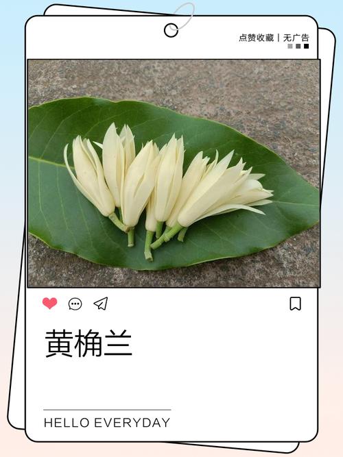 黄葛树与黄角兰区别，黄角树与黄葛树-第3张图片-优品飞百科