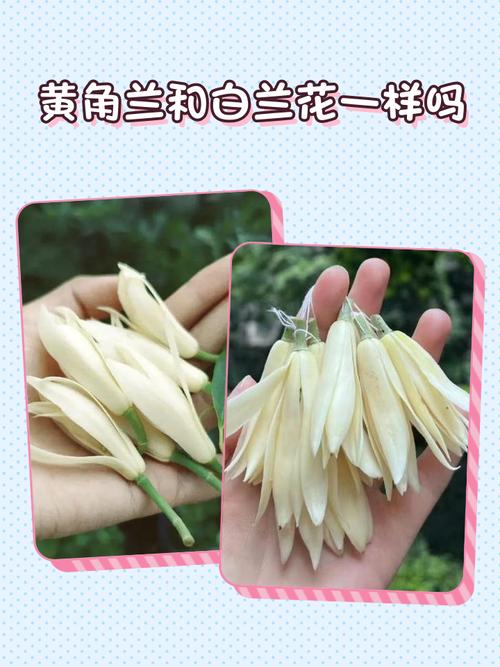 黄葛树与黄角兰区别，黄角树与黄葛树-第4张图片-优品飞百科