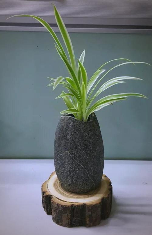那些具有防辐射作用的植物，非常有效的防辐射植物？-第4张图片-优品飞百科