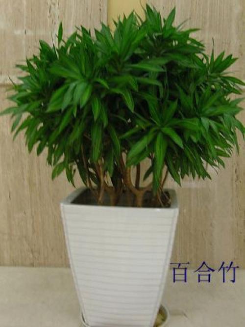 那些具有防辐射作用的植物，非常有效的防辐射植物？-第5张图片-优品飞百科
