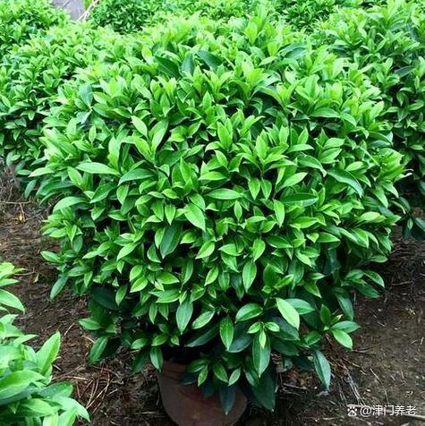 茉莉养在家中风水好吗（附风水好的植物推荐），风水茉莉应该放在家中的什么位置