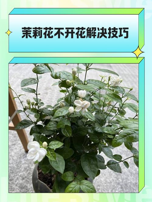 茉莉养在家中风水好吗（附风水好的植物推荐），风水茉莉应该放在家中的什么位置-第2张图片-优品飞百科