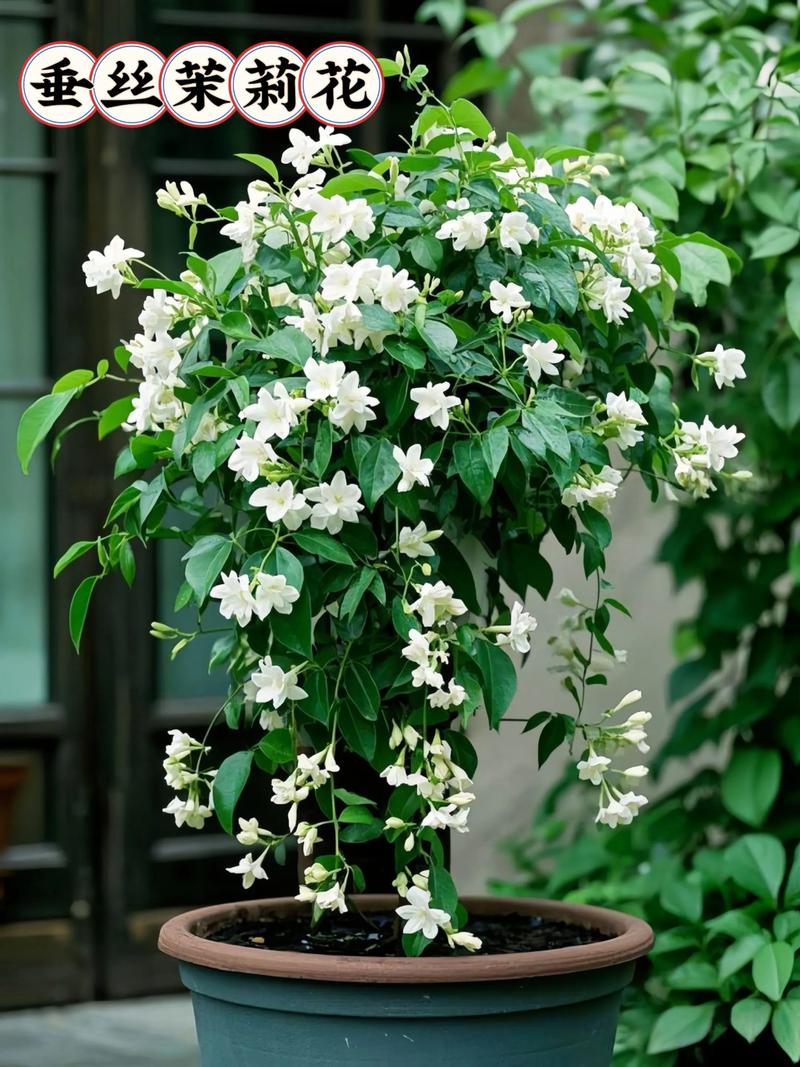 茉莉养在家中风水好吗（附风水好的植物推荐），风水茉莉应该放在家中的什么位置-第3张图片-优品飞百科