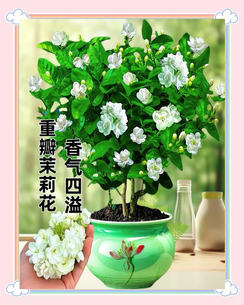 茉莉养在家中风水好吗（附风水好的植物推荐），风水茉莉应该放在家中的什么位置-第4张图片-优品飞百科