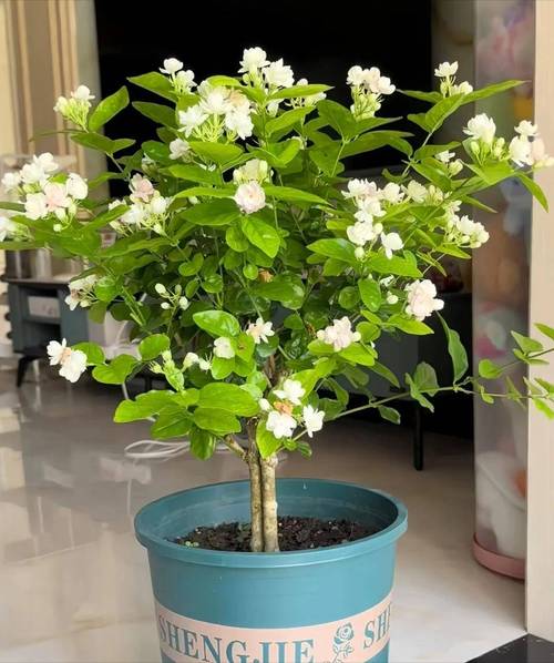 茉莉养在家中风水好吗（附风水好的植物推荐），风水茉莉应该放在家中的什么位置-第5张图片-优品飞百科