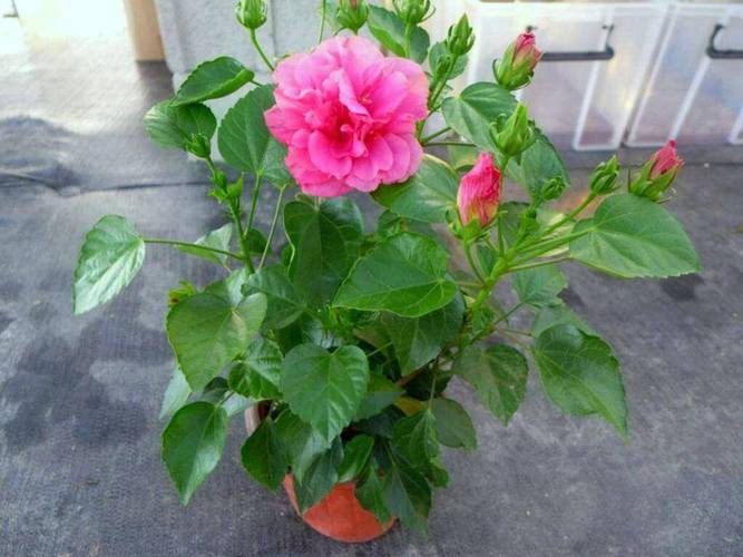 扶桑花秋冬怎么防止落蕾落叶，冬季扶桑花叶子耷拉下垂-第3张图片-优品飞百科