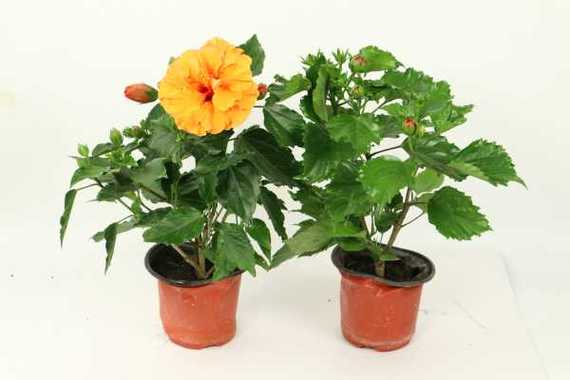 扶桑花秋冬怎么防止落蕾落叶，冬季扶桑花叶子耷拉下垂-第5张图片-优品飞百科