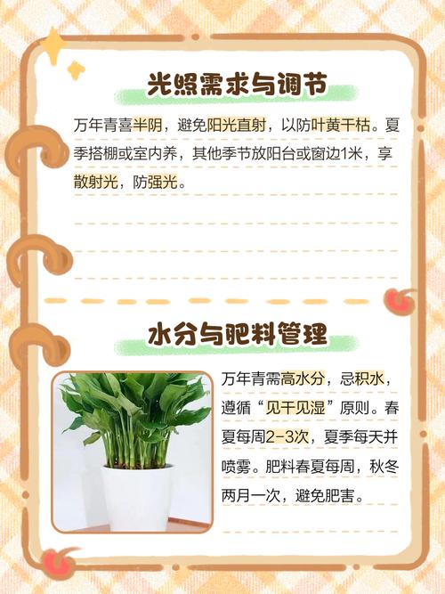 阳台如何养万年青，需要注意什么，阳台种万年青好吗-第2张图片-优品飞百科