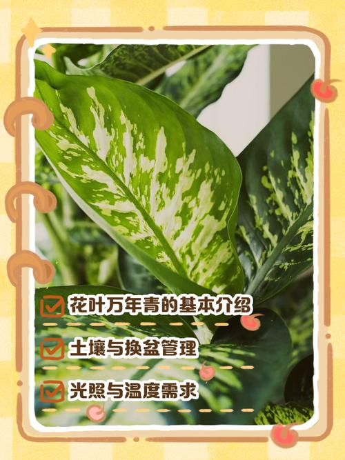 阳台如何养万年青，需要注意什么，阳台种万年青好吗-第3张图片-优品飞百科