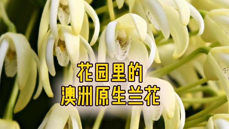 石斛兰的常见种类有哪些，石斛兰的种类及图片名称-第4张图片-优品飞百科