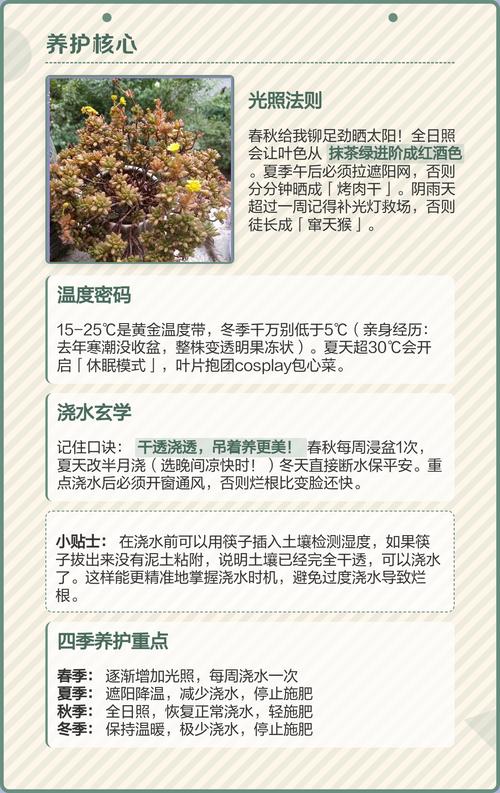 日本多肉小松的养护，日本多肉小松怎么养