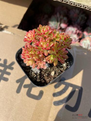日本多肉小松的养护，日本多肉小松怎么养-第8张图片-优品飞百科