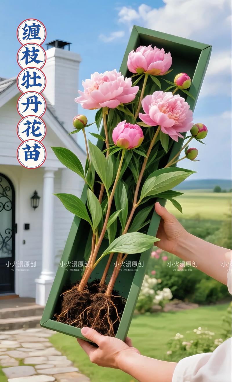 缠枝牡丹怎么繁殖？缠枝牡丹繁殖快吗？-第2张图片-优品飞百科