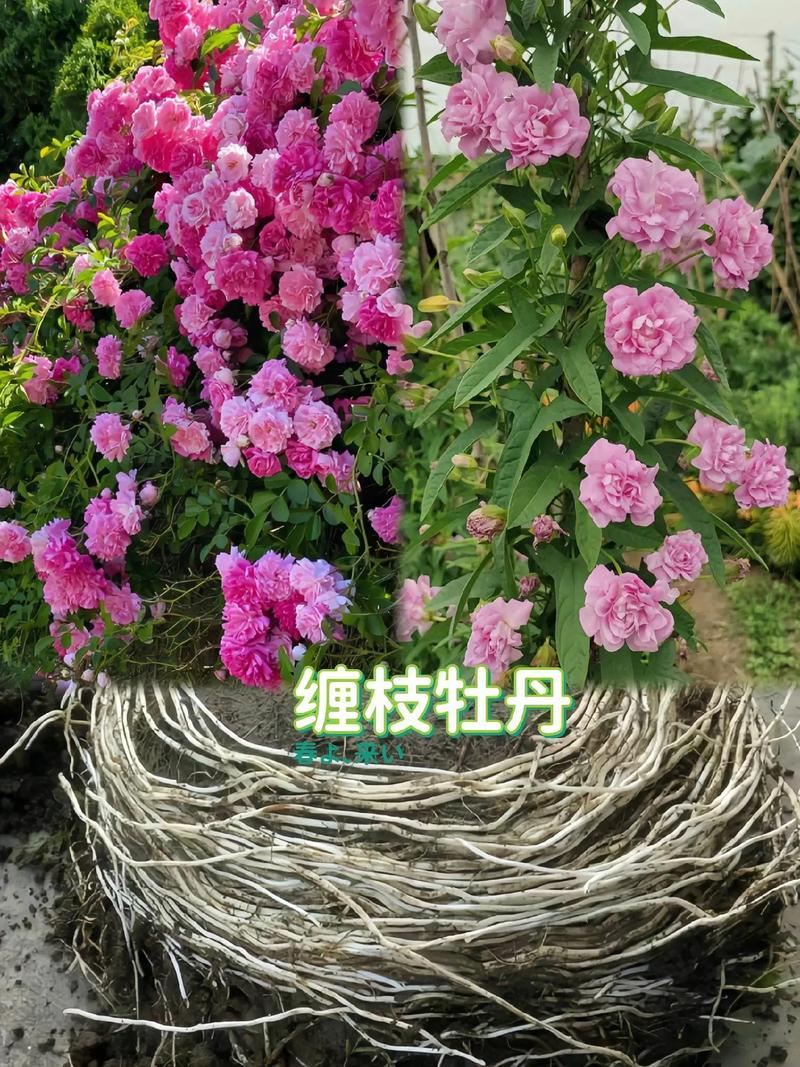 缠枝牡丹怎么繁殖？缠枝牡丹繁殖快吗？-第3张图片-优品飞百科