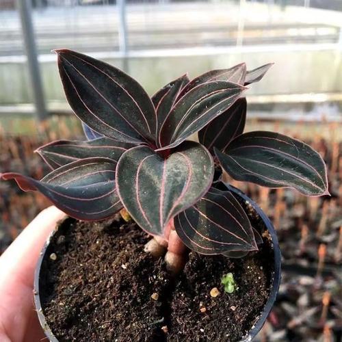 血叶兰的病虫害防治？血叶兰花图片？-第2张图片-优品飞百科