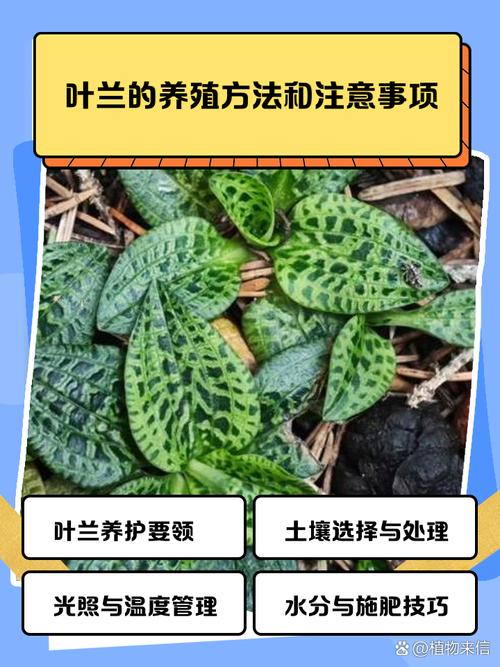 血叶兰的病虫害防治？血叶兰花图片？-第4张图片-优品飞百科