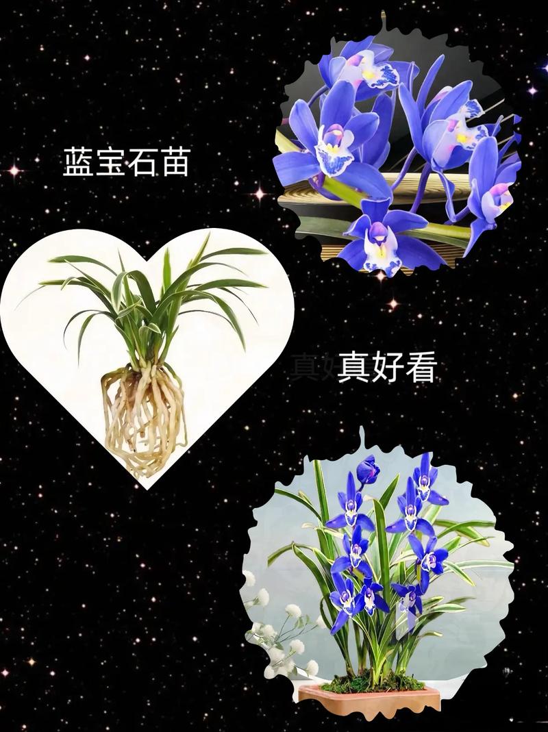 血叶兰的病虫害防治？血叶兰花图片？-第3张图片-优品飞百科