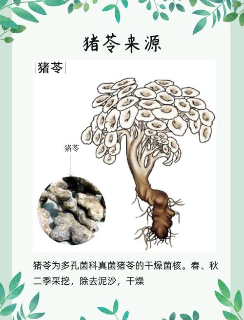 厚朴的养殖方法和注意事项，厚朴树百度百科-第4张图片-优品飞百科