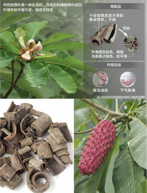 厚朴的养殖方法和注意事项，厚朴树百度百科-第6张图片-优品飞百科