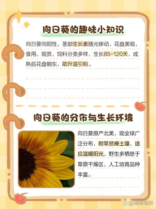 向日葵什么意思，向日葵为什么叫向日葵，向日葵为什么又叫向阳花-第2张图片-优品飞百科