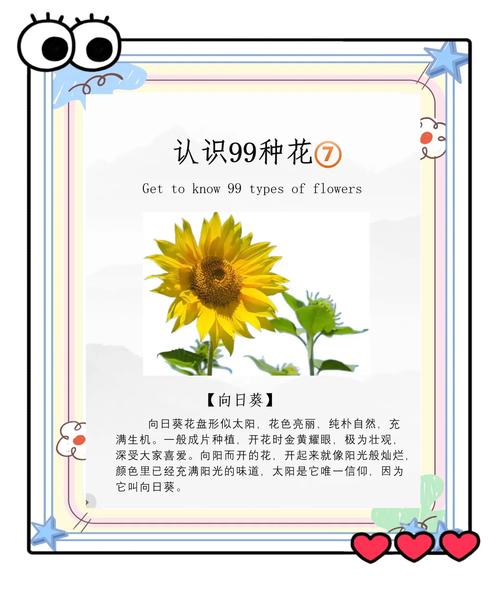 向日葵什么意思，向日葵为什么叫向日葵，向日葵为什么又叫向阳花-第3张图片-优品飞百科