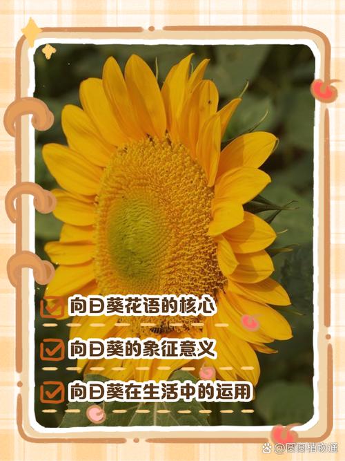 向日葵什么意思，向日葵为什么叫向日葵，向日葵为什么又叫向阳花-第4张图片-优品飞百科